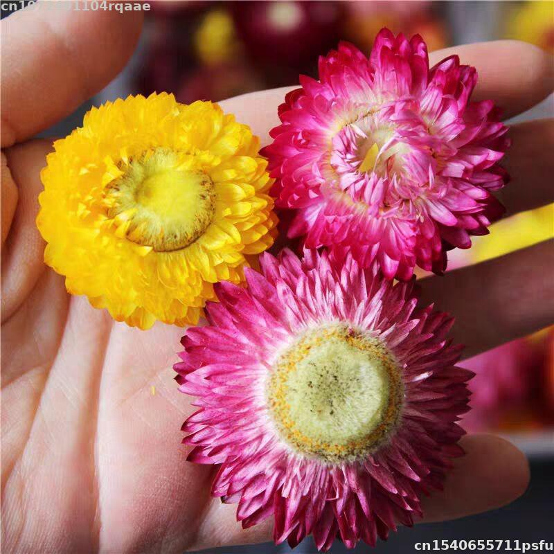 100% Natural Dried Flowers Bra – обзор и цена Candle Making Material Wholesale