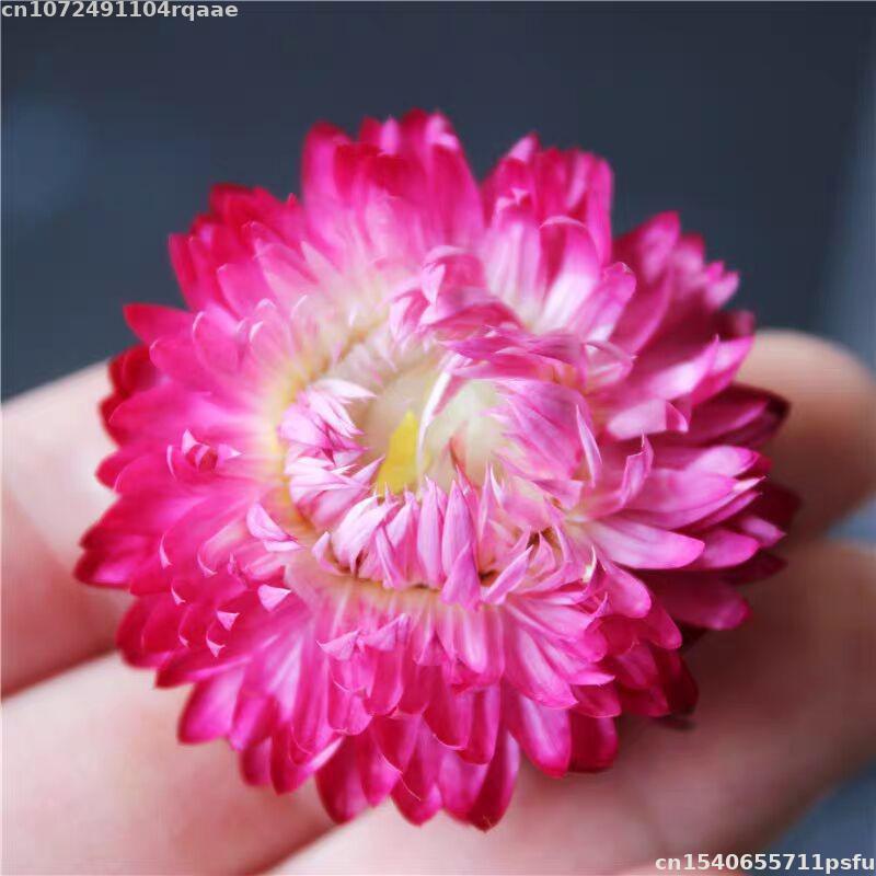 100% Natural Dried Flowers Bra – обзор и цена Candle Making Material Wholesale